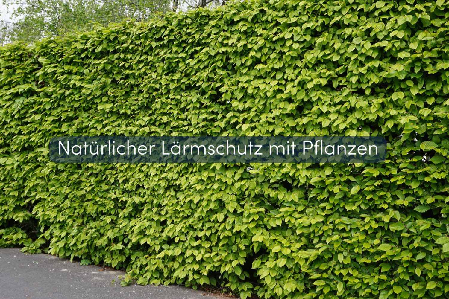 7 Lärmschutz Pflanzen