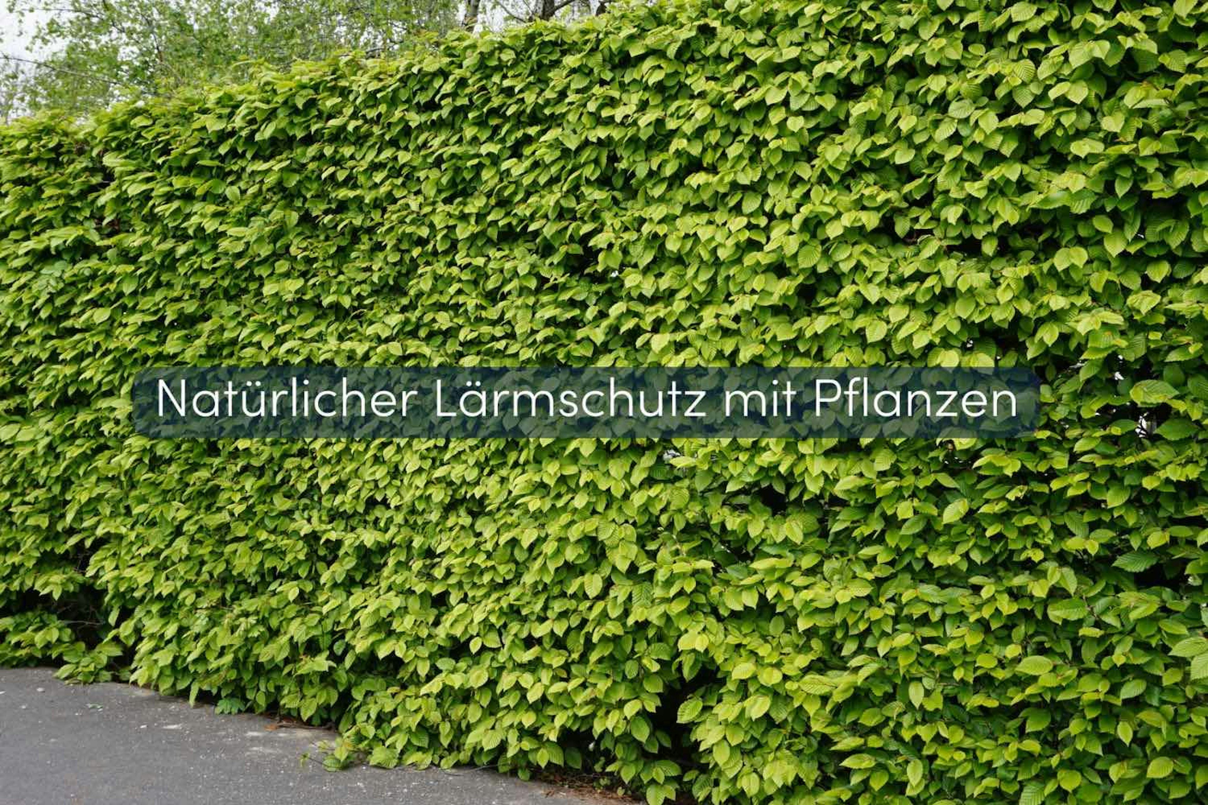 Lärmschutzwand Garten Buildigo Blog