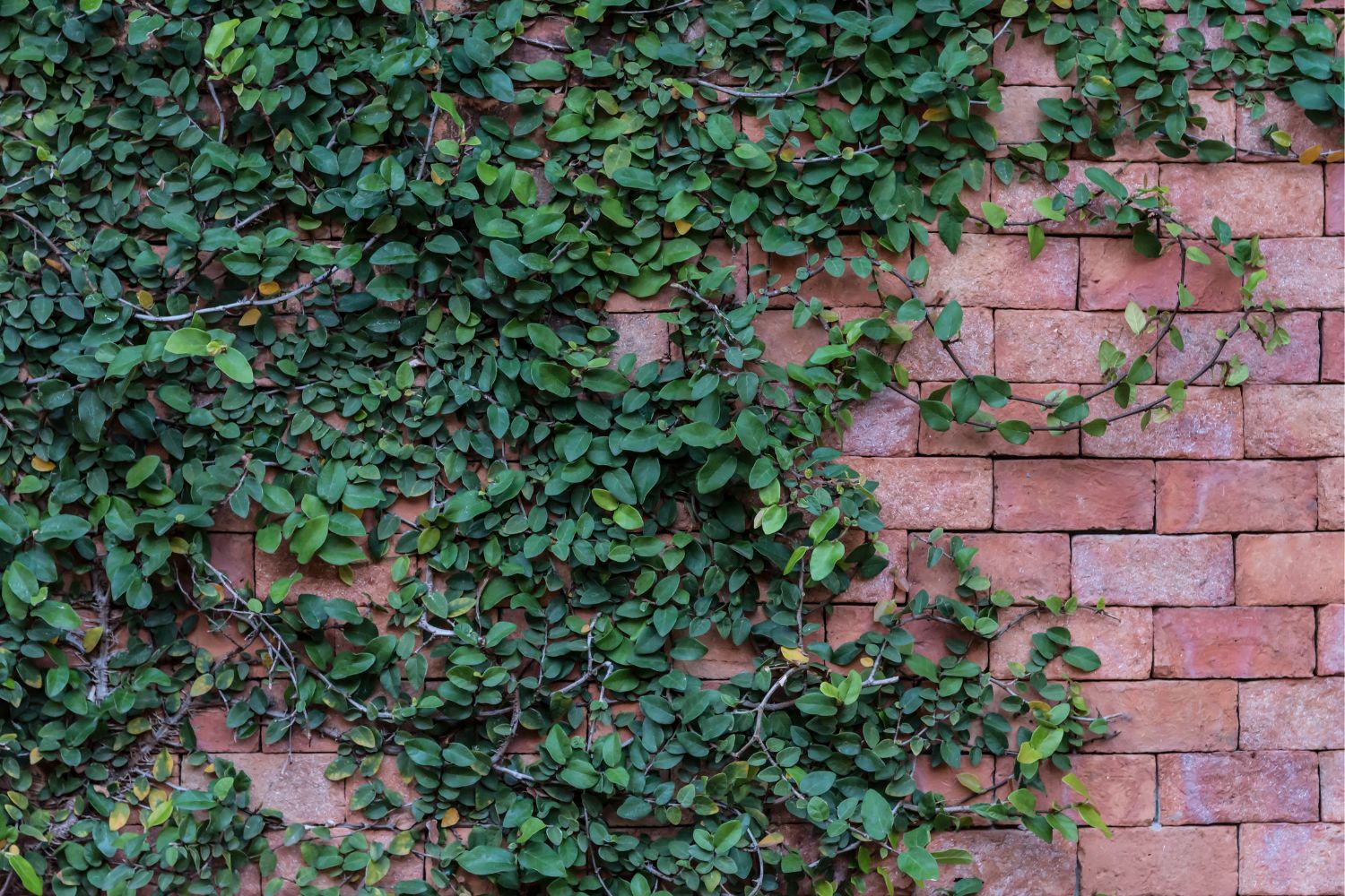 Zaun Material Mauer
