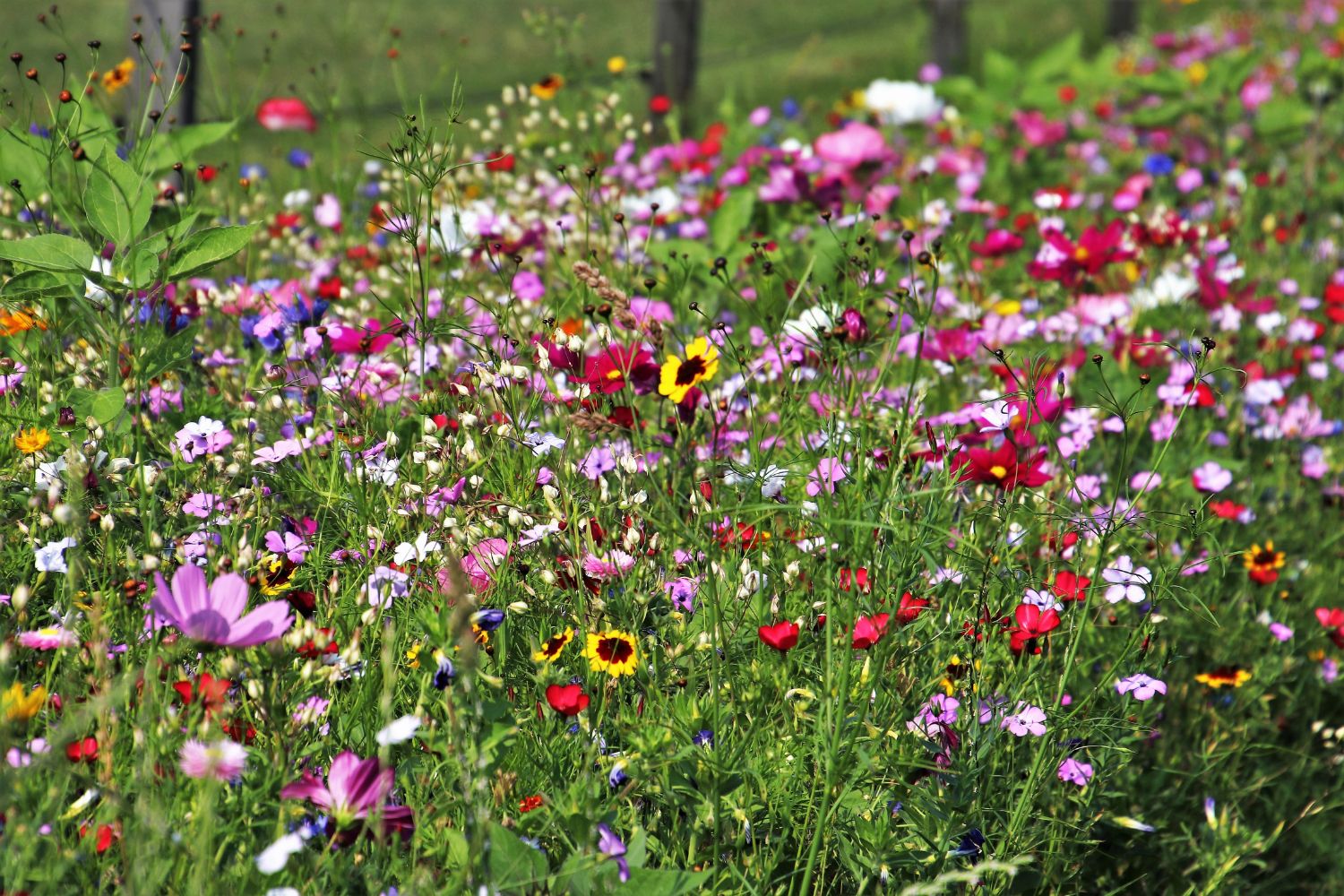 rasen anlegen wildblumen