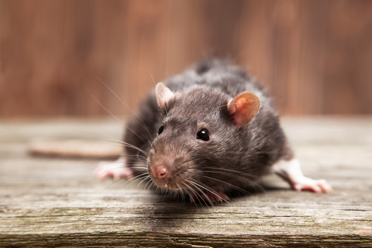 Nagetiere bekämpfen