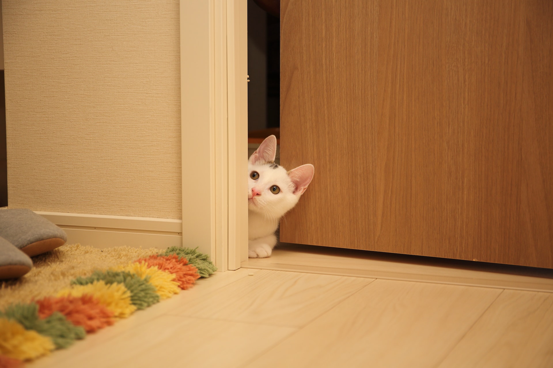 Cat Door where Article