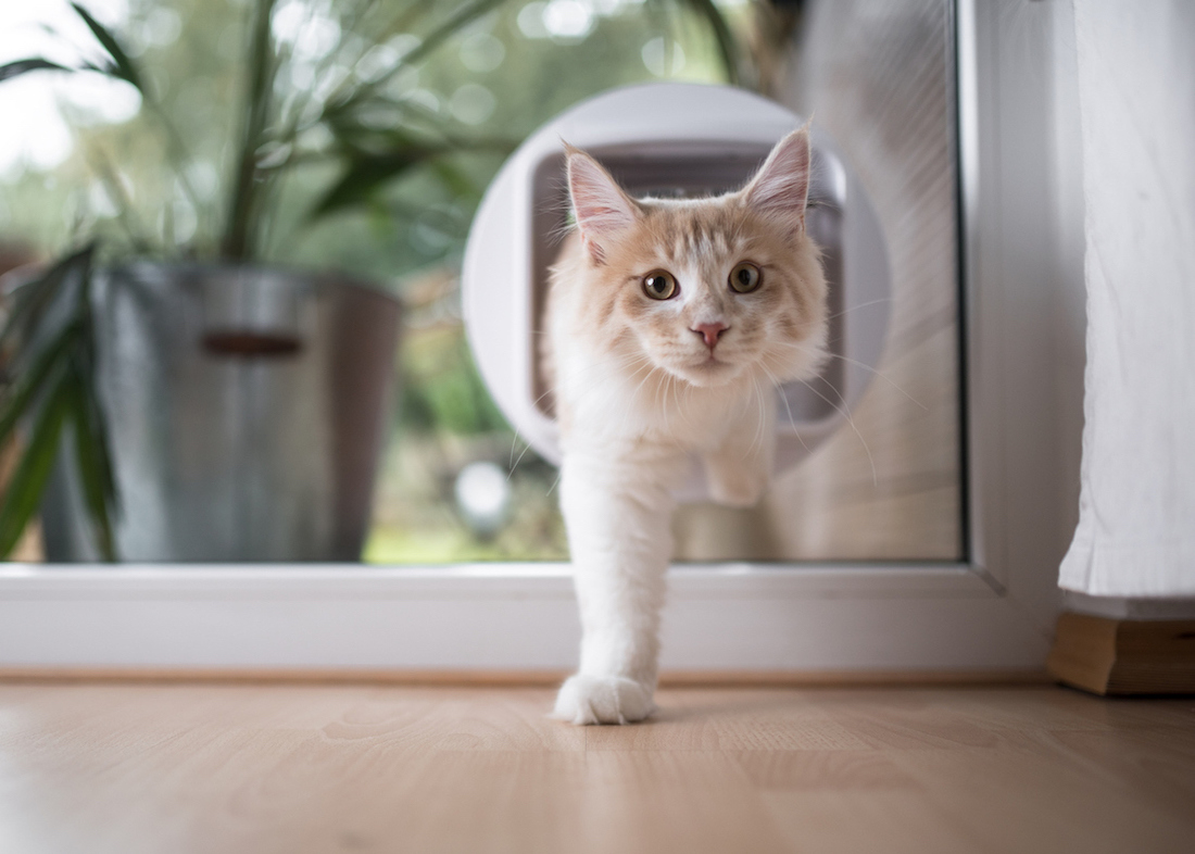 Cat Flap Image