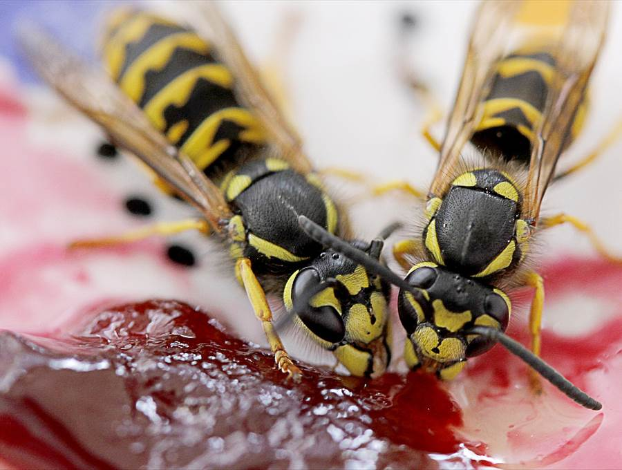 Wasps