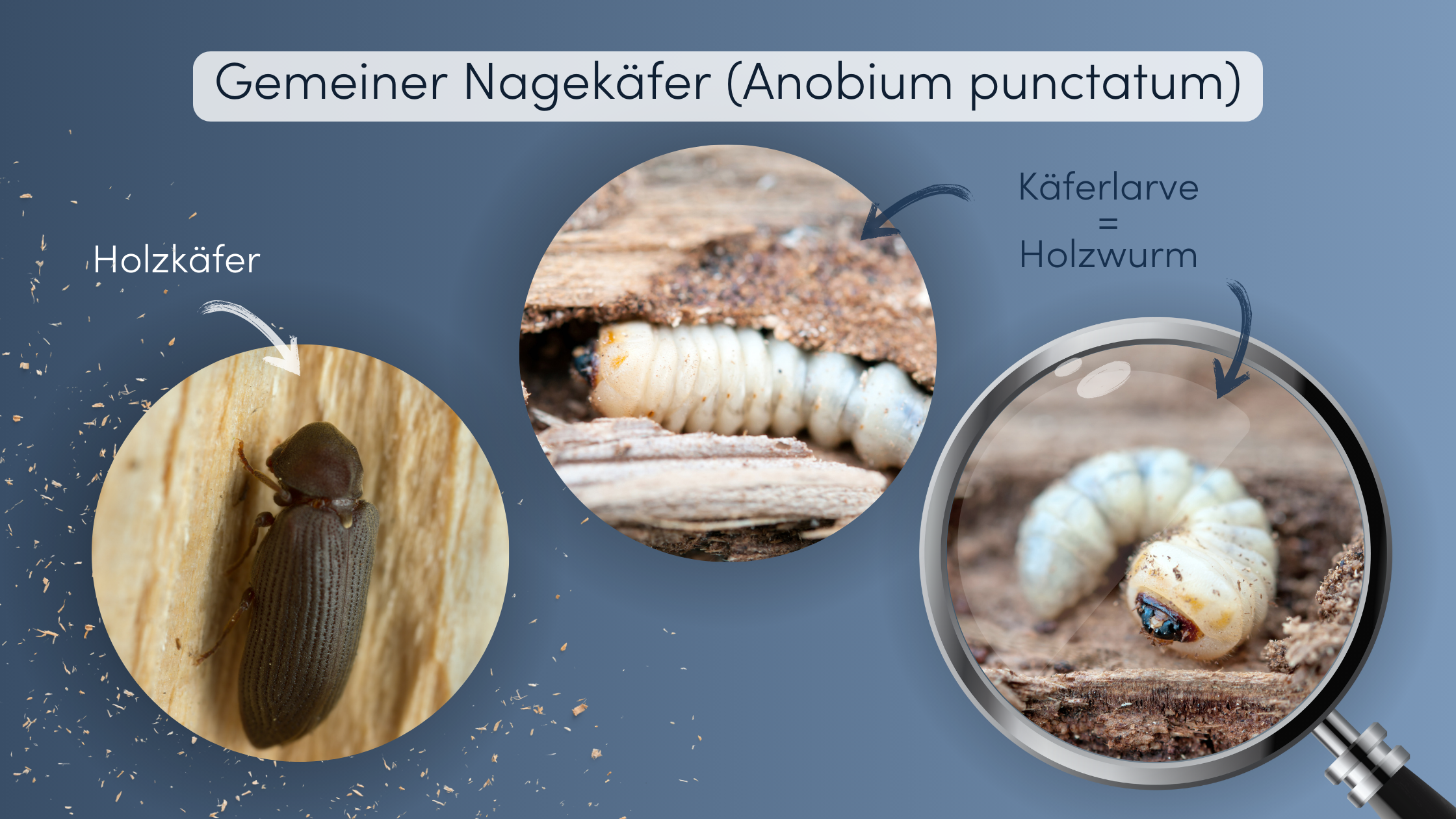 Holzwurm bekämpfen Nagekäfer