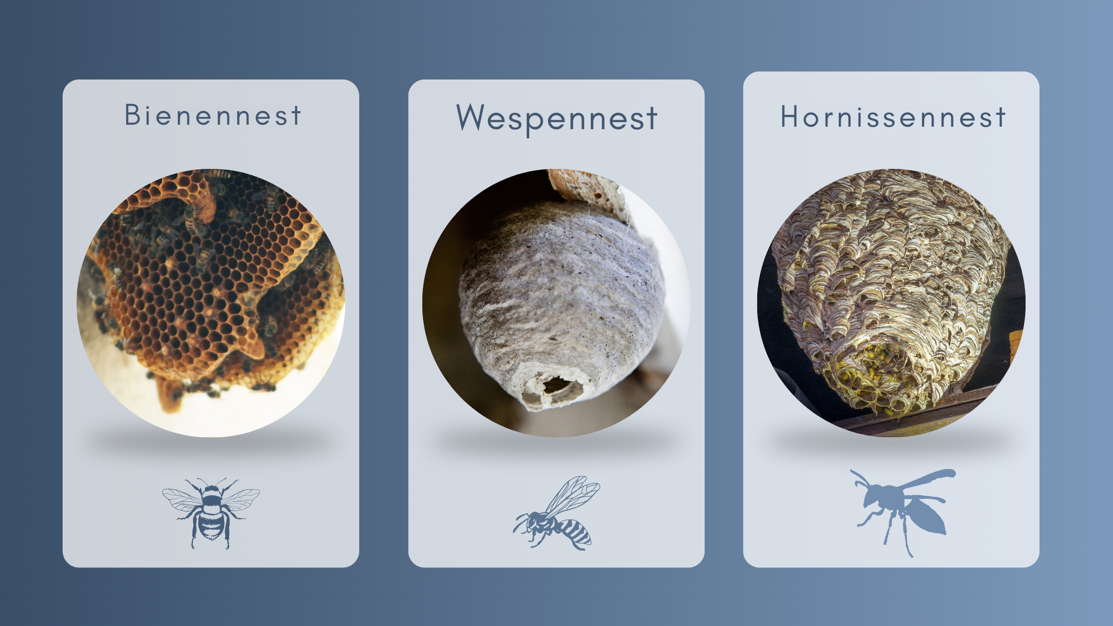 Bienennest Wespennest Hornissennest