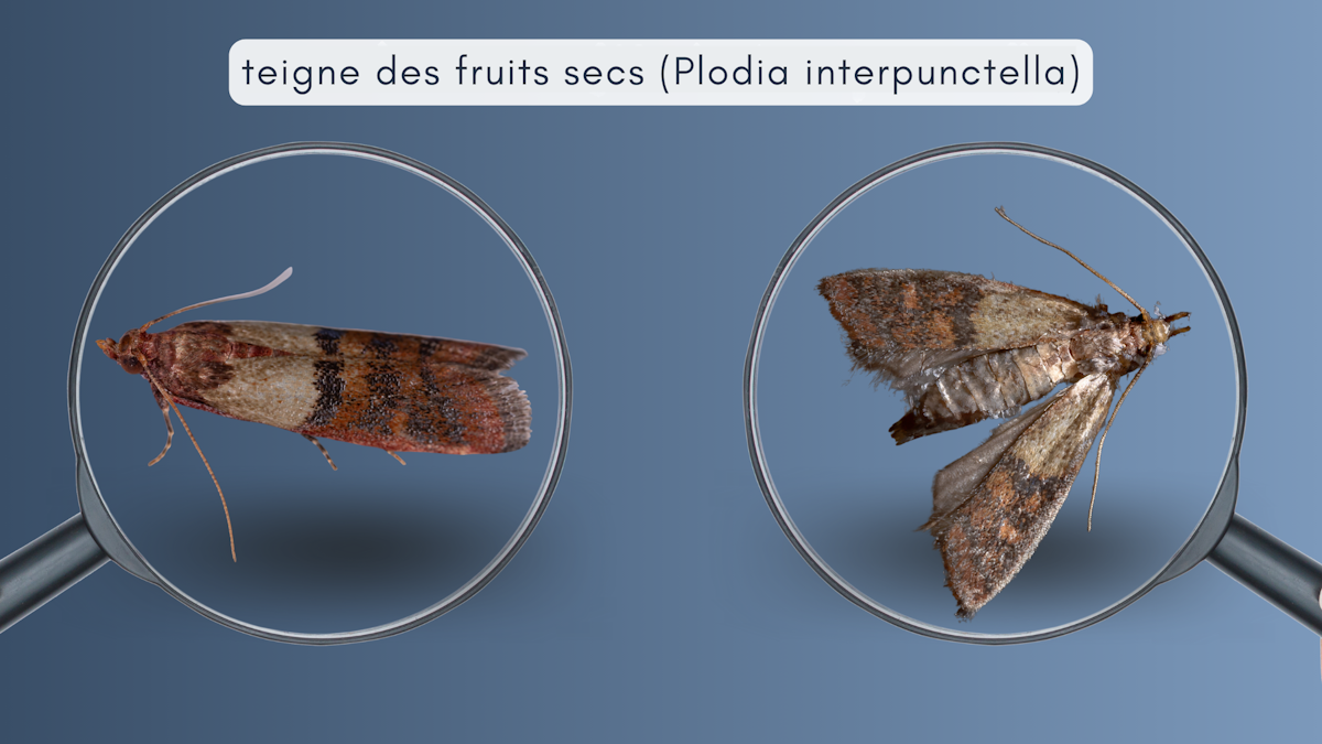 Lutter contre la teigne des fruits secs Comment identifier et éliminer ces nuisibles