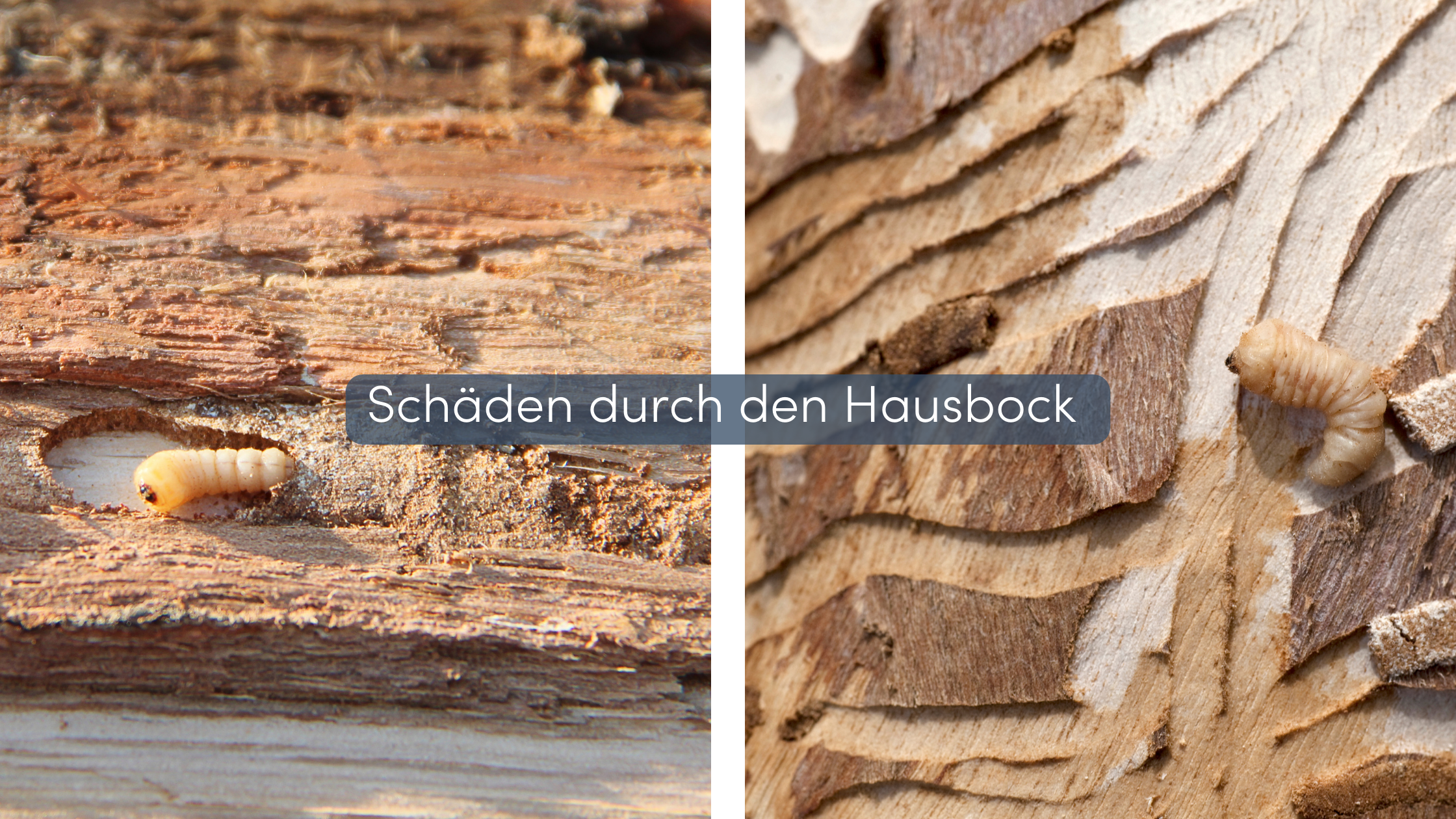Hausbock bekämpfen Schäden