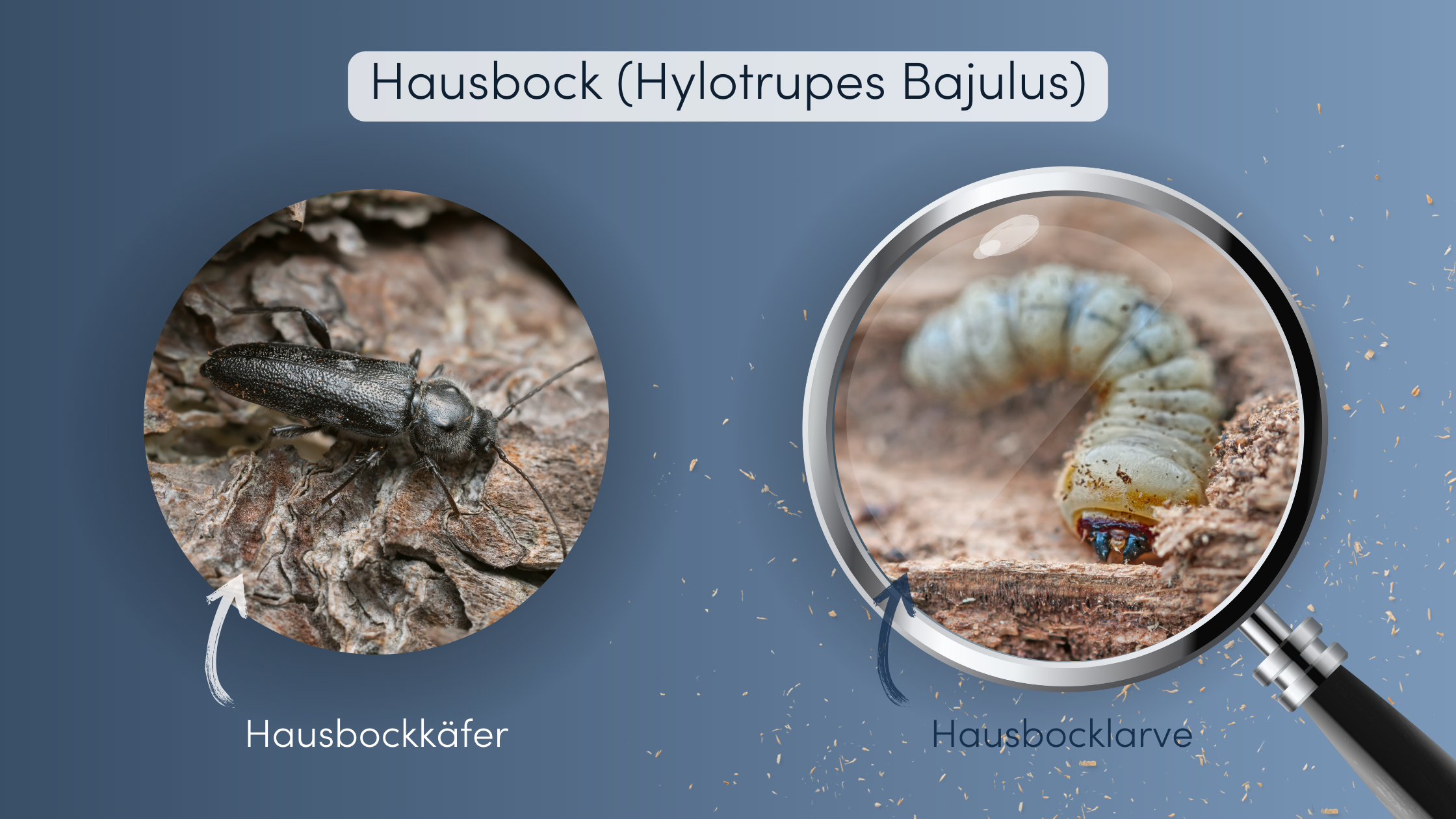 Hausbock bekämpfen Aussehen