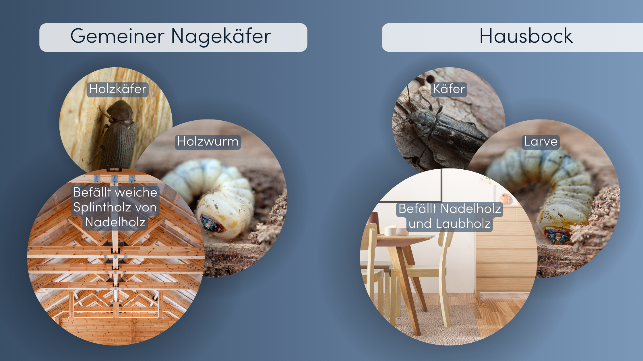 Hausbock bekämpfen Nagekäfer