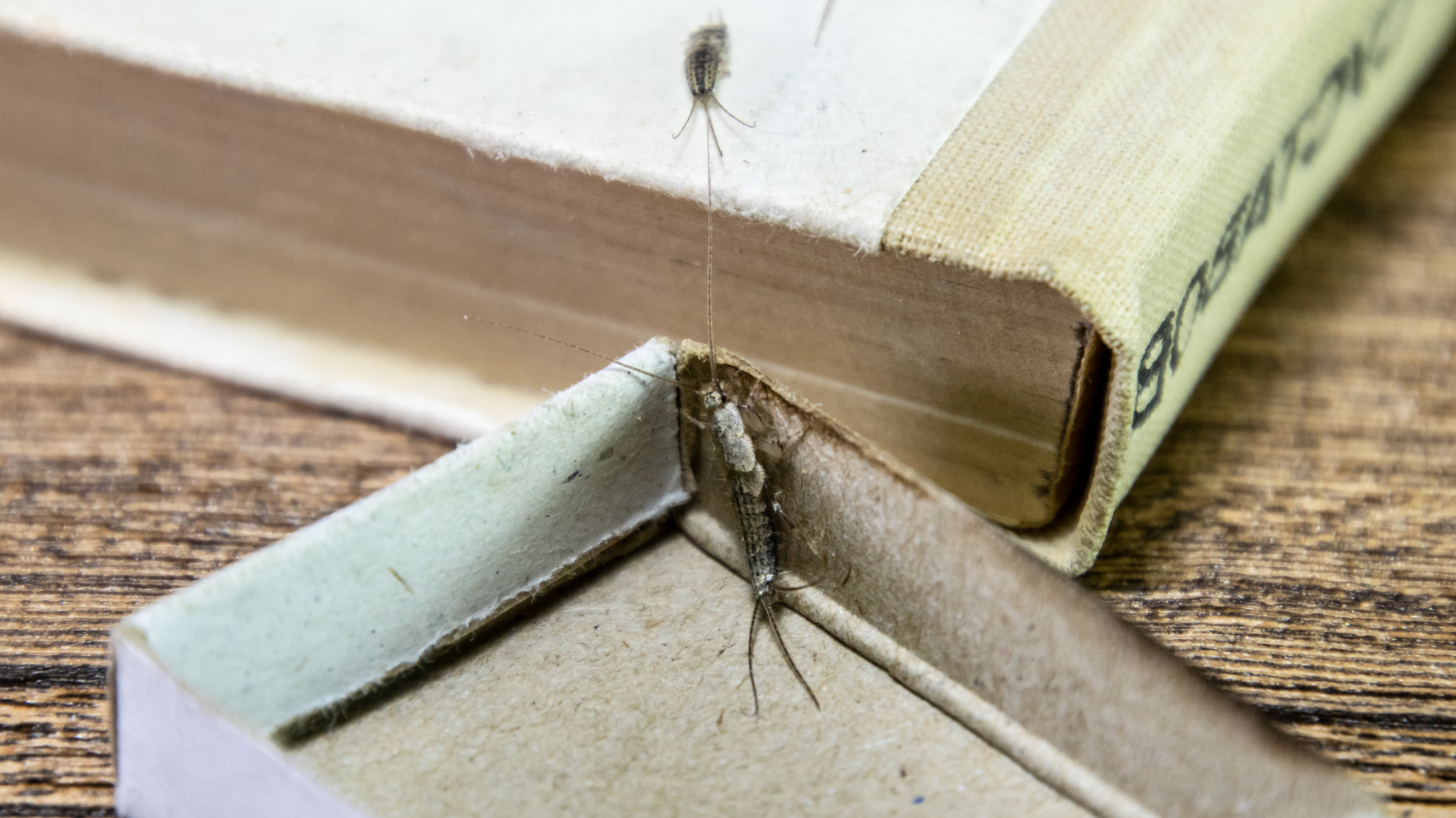 Papierfische bekämpfen