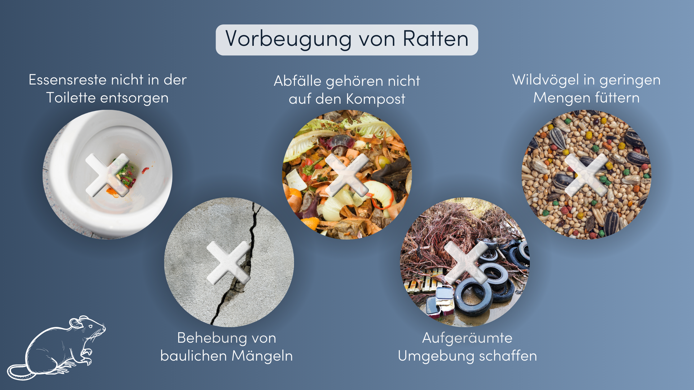 Ratten bekämpfen Vorbeugung Massnahmen