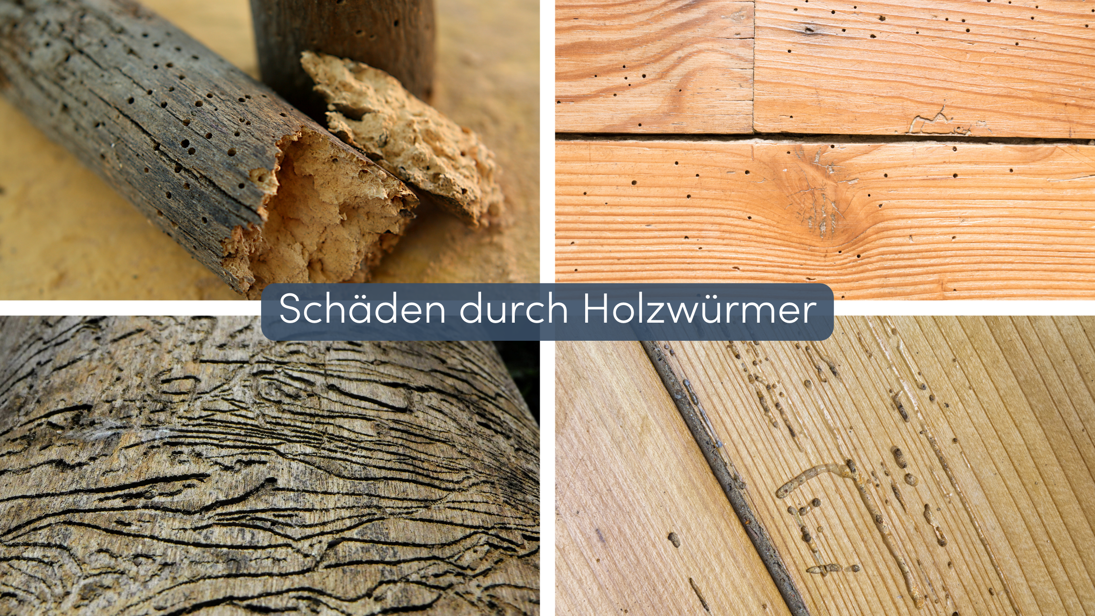Holzwurm bekämpfen Schäden