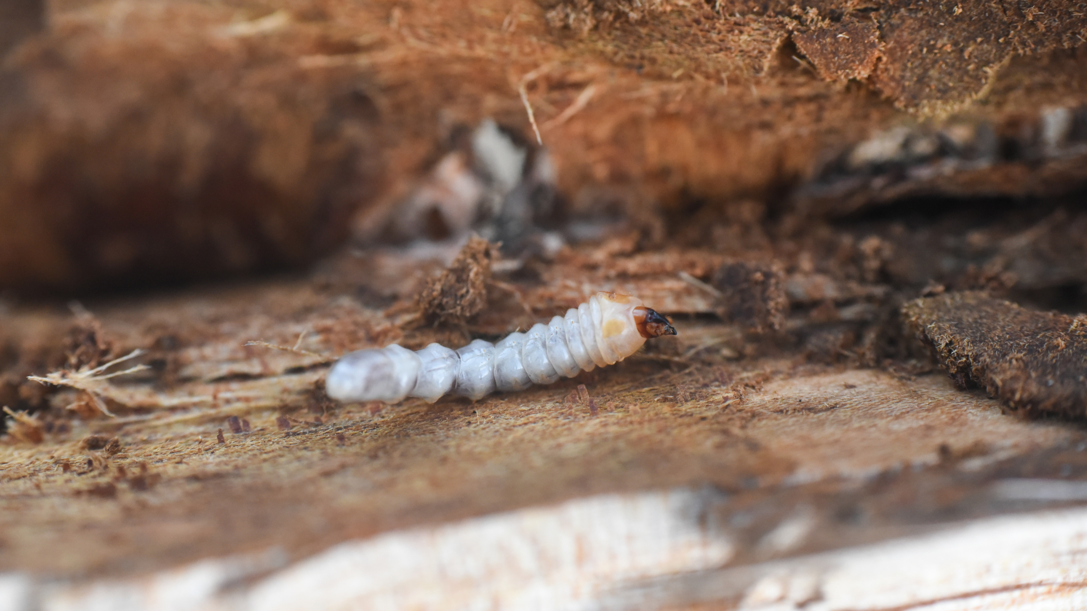 Holzwurm bekämpfen Header