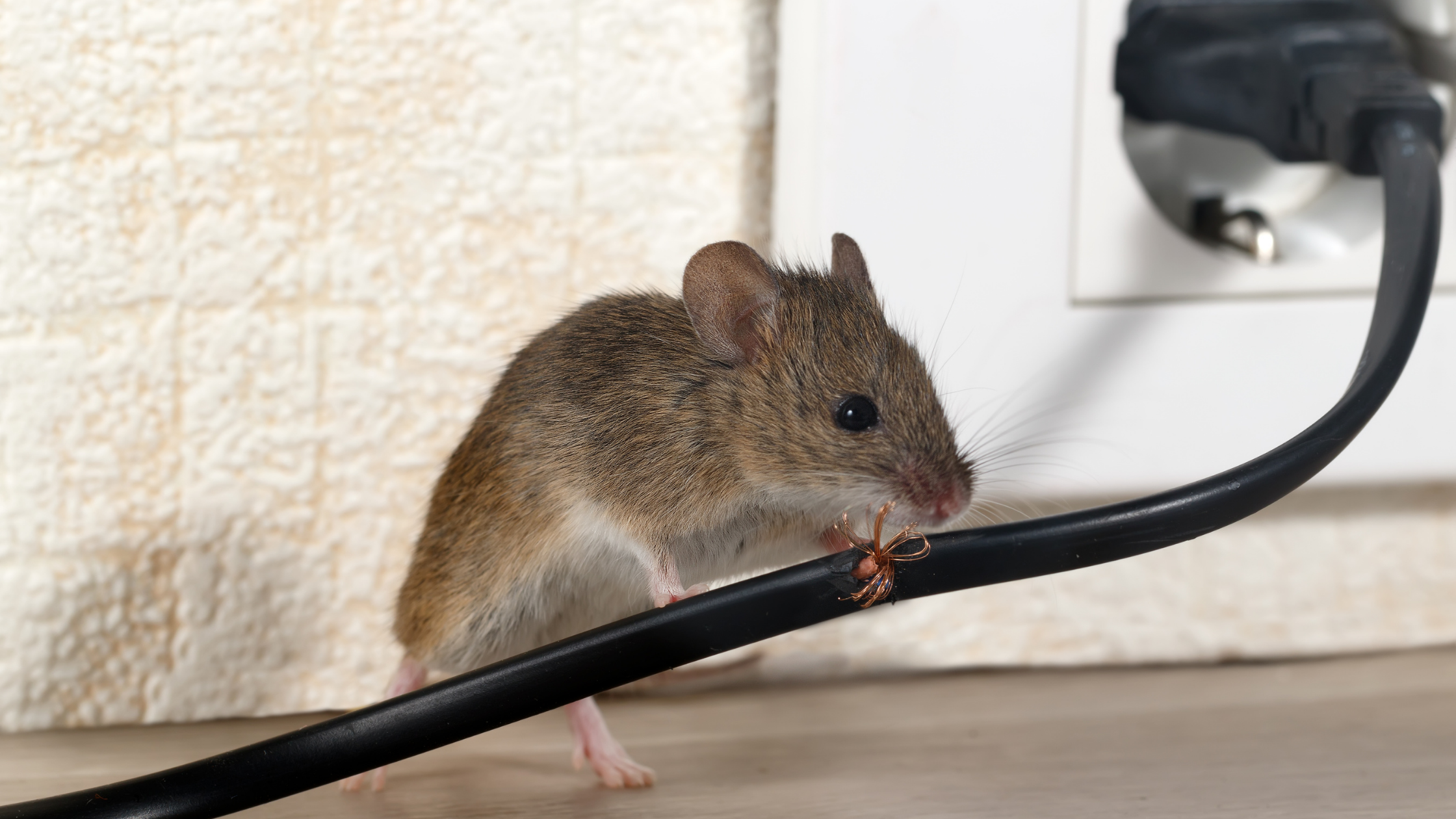 Comment se débarrasser des souris : Lutter contre ces nuisibles