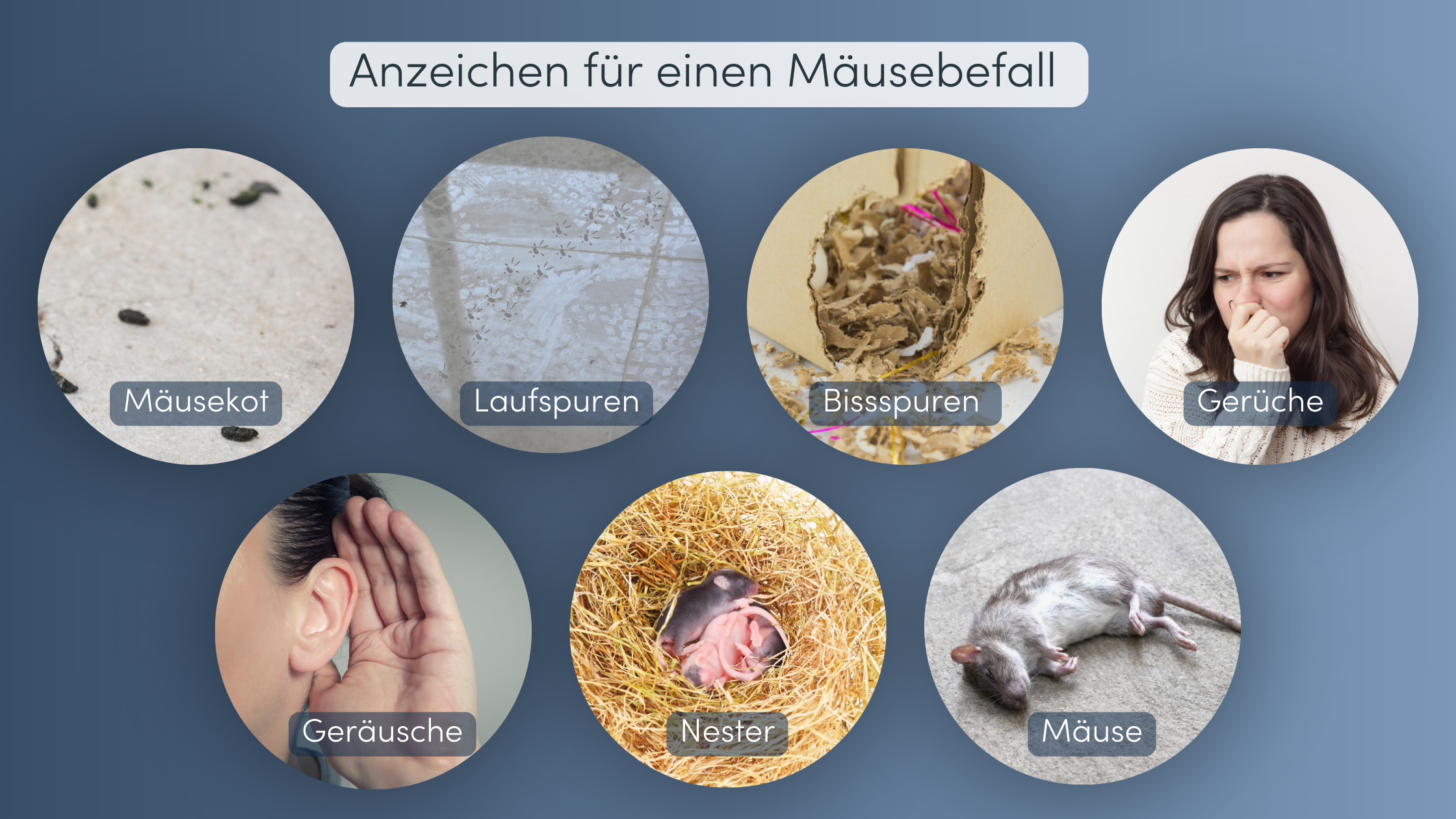 Mäuse bekämpfen Mäusebefall