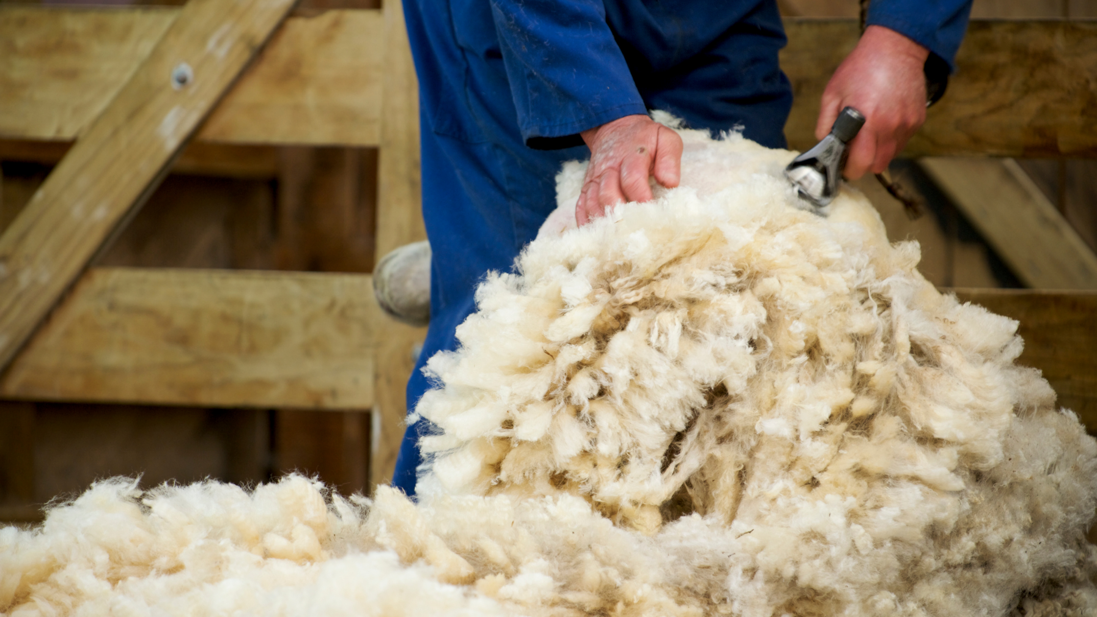 Schafwolle-Dämmung Herstellung