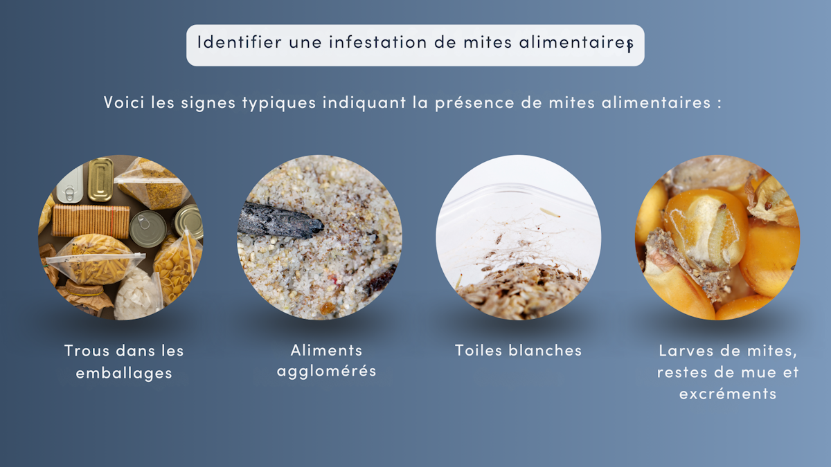 Lutter contre les mites alimentaires Comment débarrasser votre cuisine des mites et prévenir
