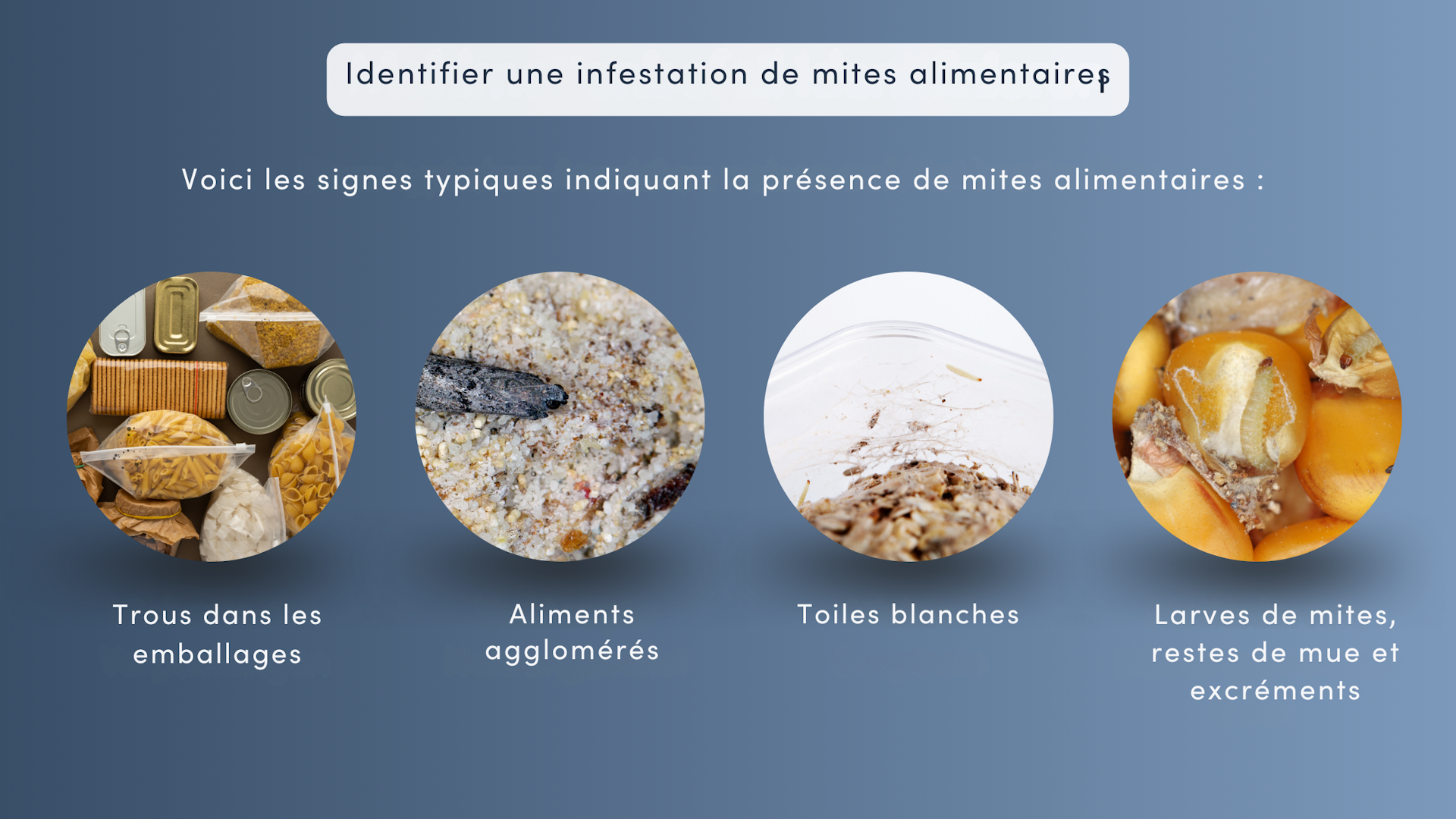 Lutter contre les mites alimentaires Comment débarrasser votre cuisine des mites et prévenir
