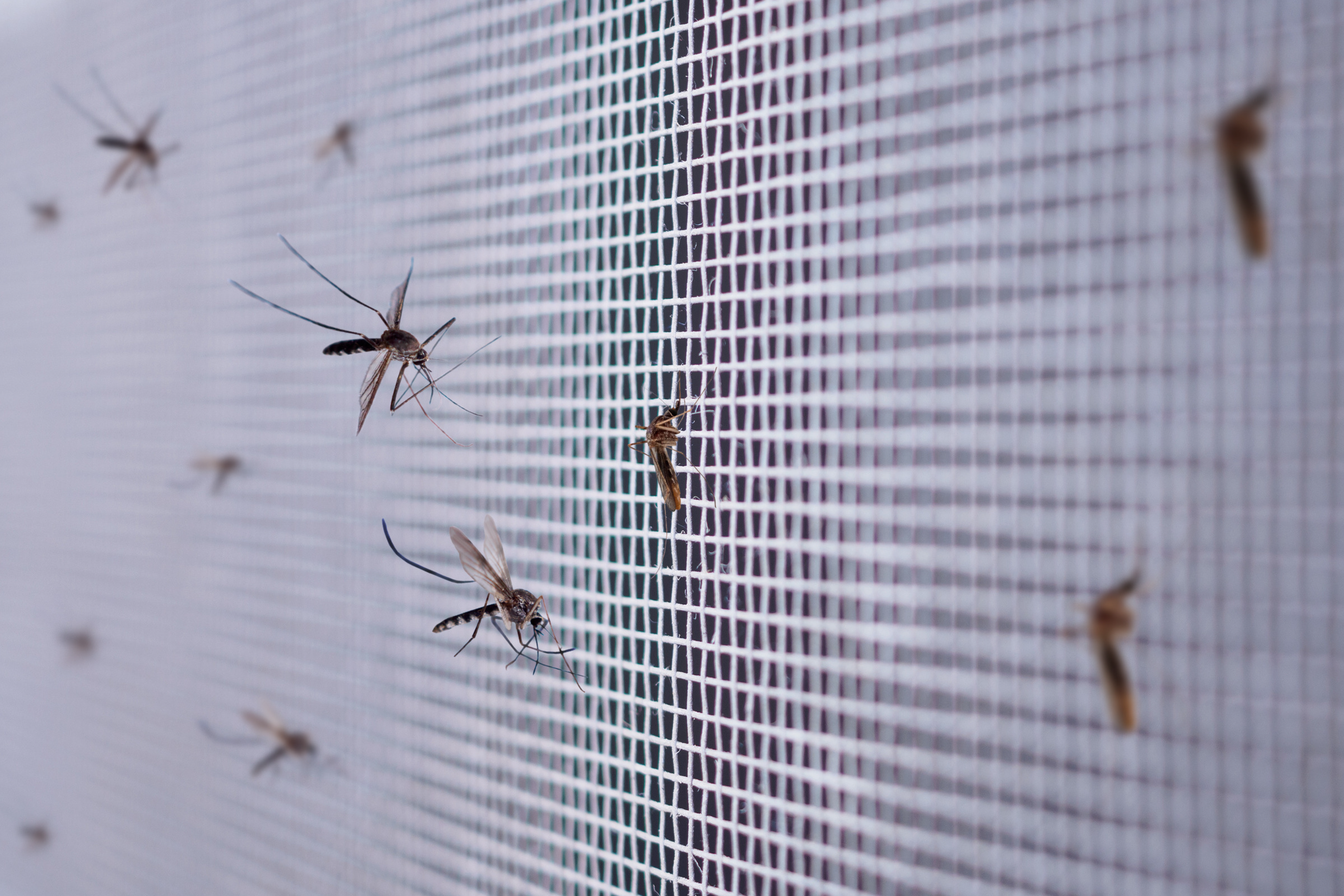 Buildigo-Insektenschutzgitter-Moustiquaire