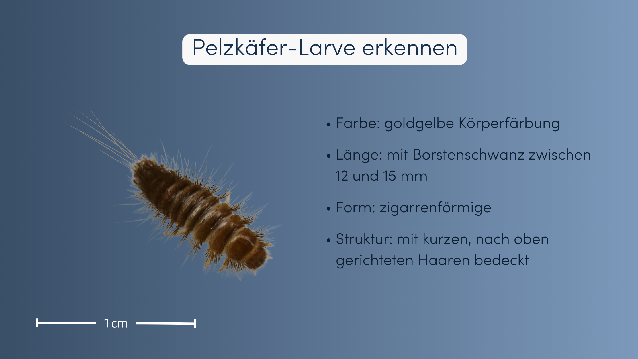 Pelzkäfer bekämpfen Larve erkennen
