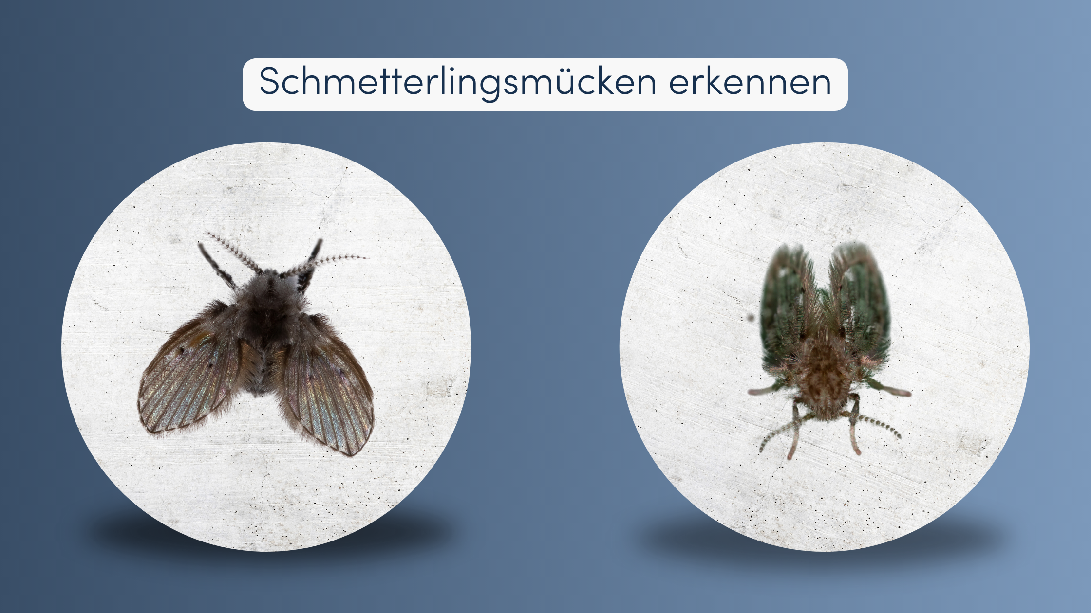 Schmetterlingsmücken erkennen