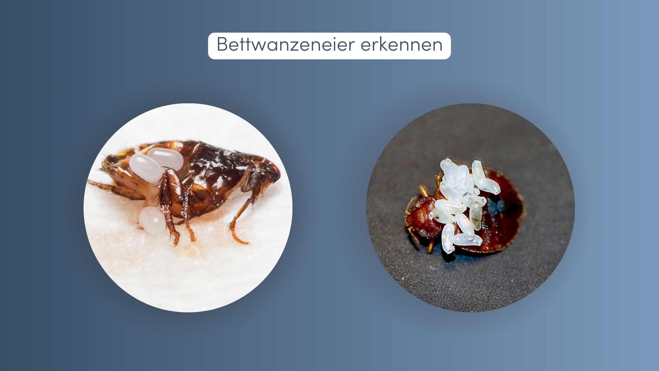 Bettwanzeneier erkennen