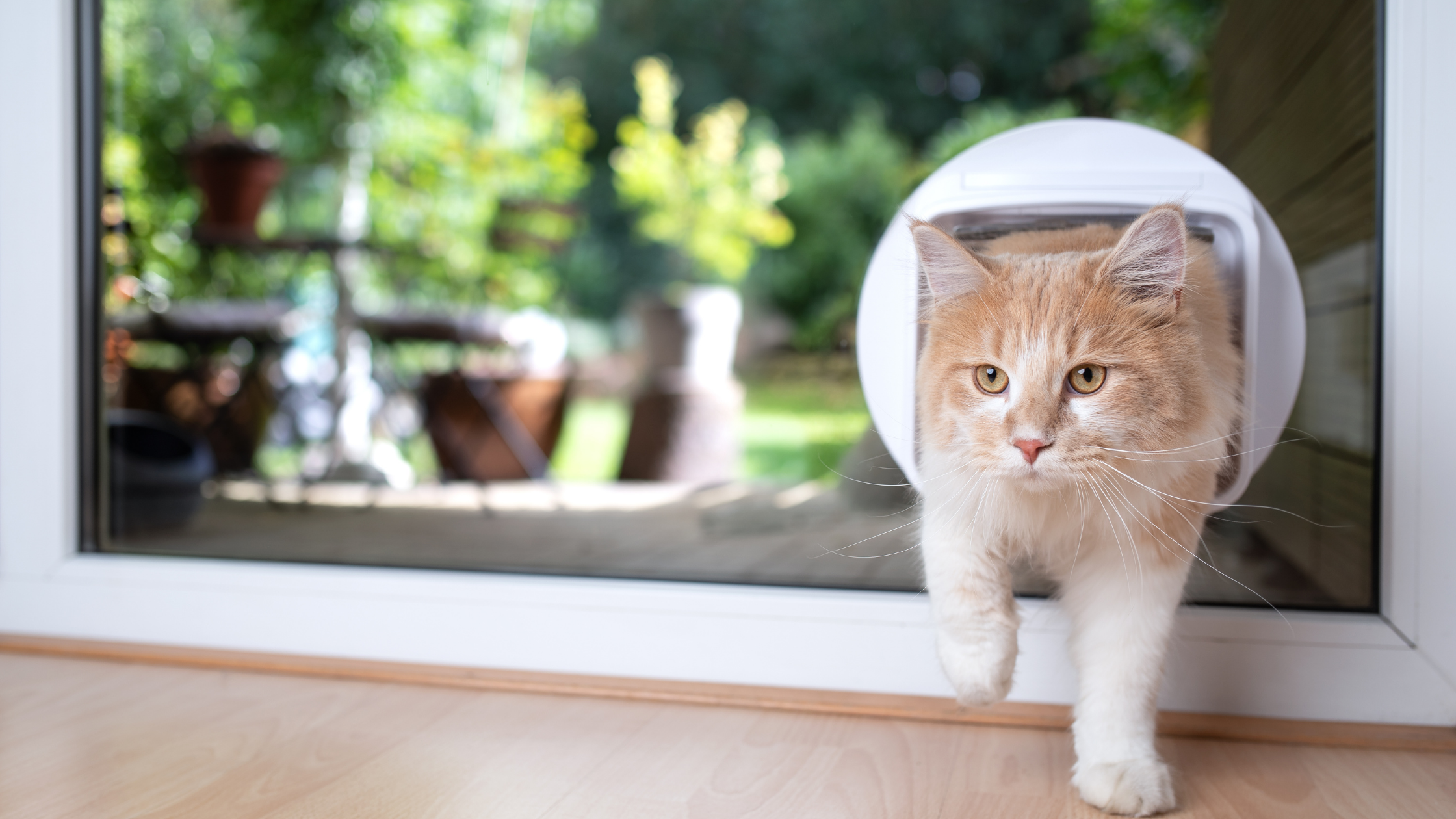 Katzenklappe einbauen Kosten Schweiz: Ihr umfassender Guide