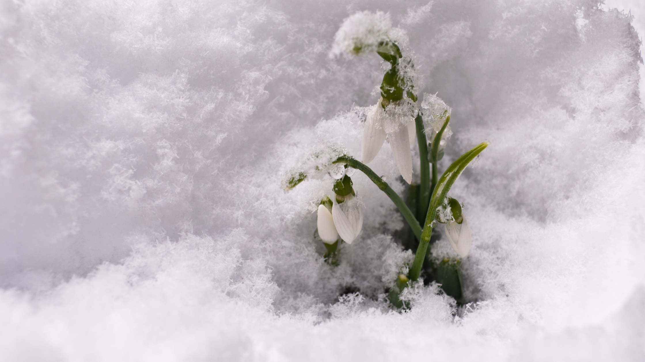 Fertig mit dem Winterschlaf: So bringen Sie Ihren Garten im Frühling auf Vordermann