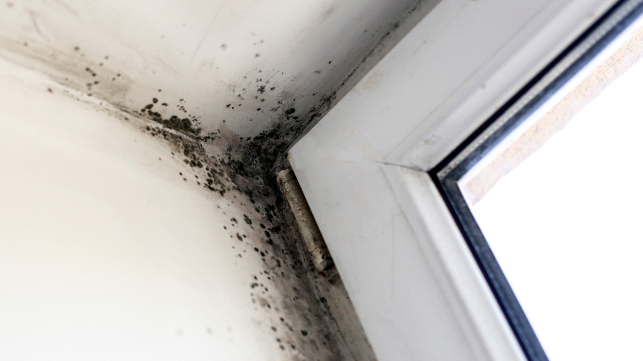 Schimmel am Fenster: Ursachen, Lösungen und Prävention