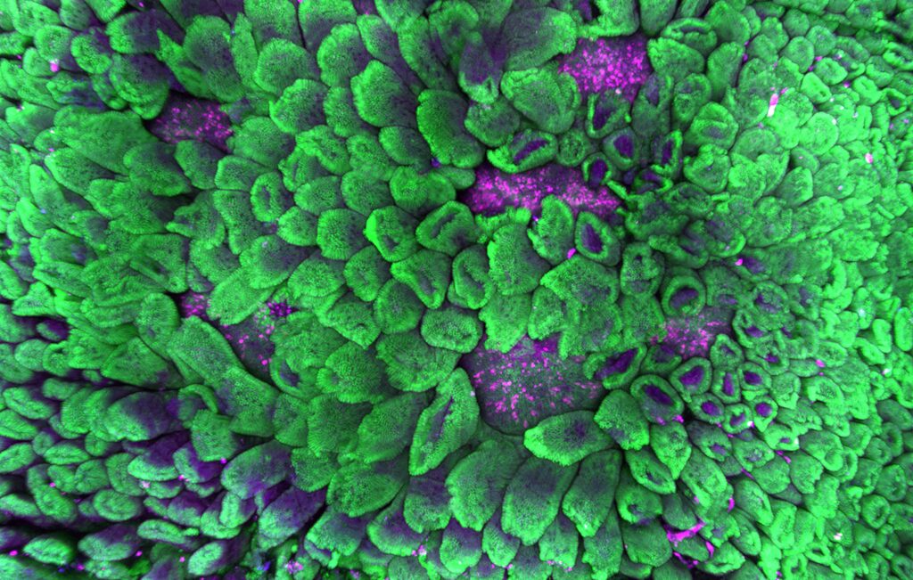 Image for Snow Centre for Immune Health