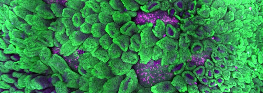 Image for Snow Centre for Immune Health