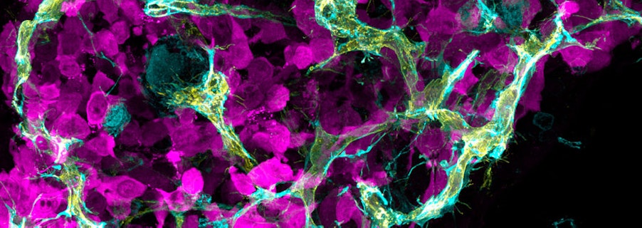 Image for Our Founders