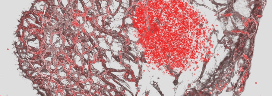 Image for Exceptional, visionary, biomedical research leaders.