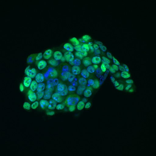 Image for Our Snow Fellows