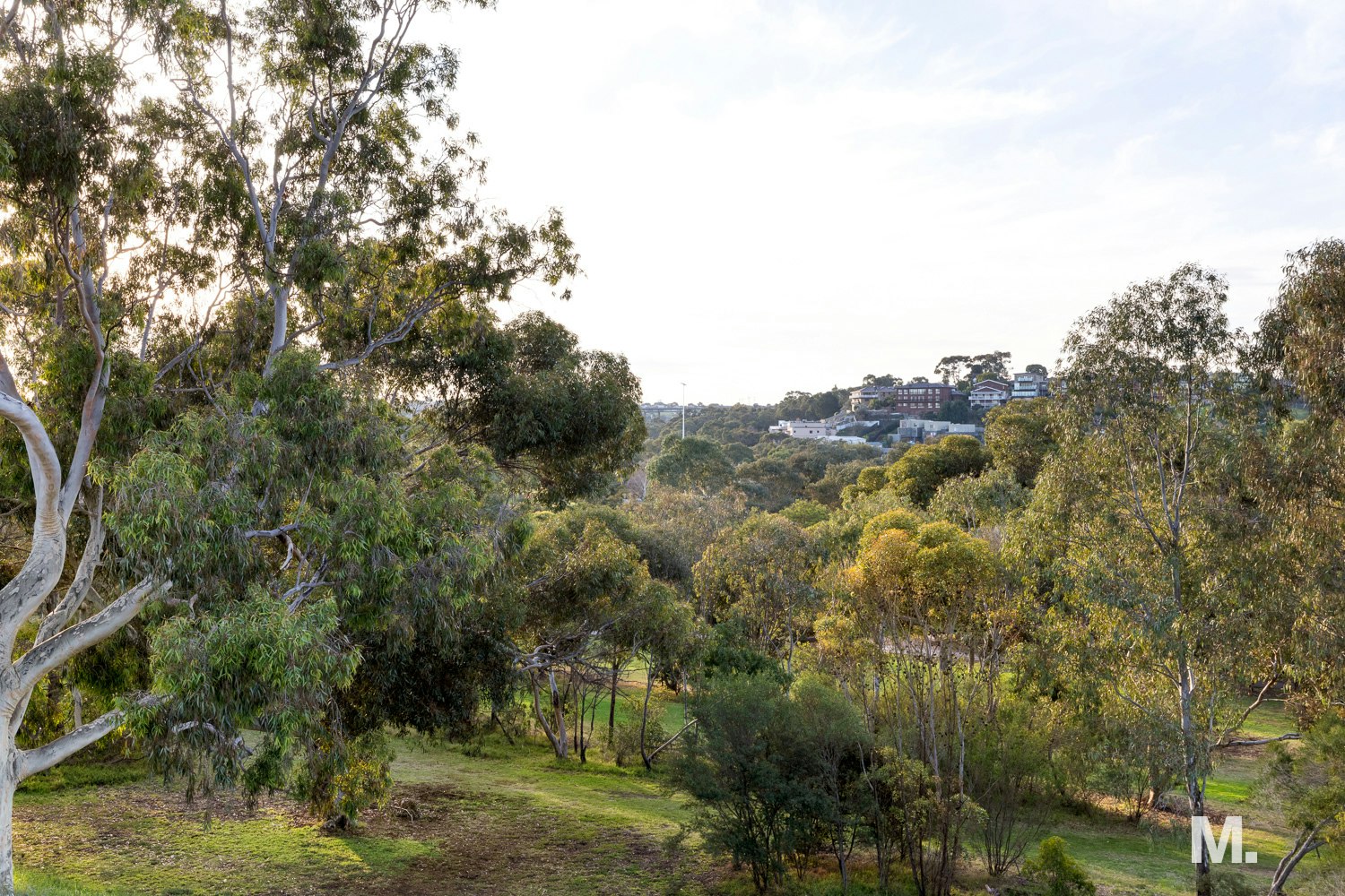 vegetation