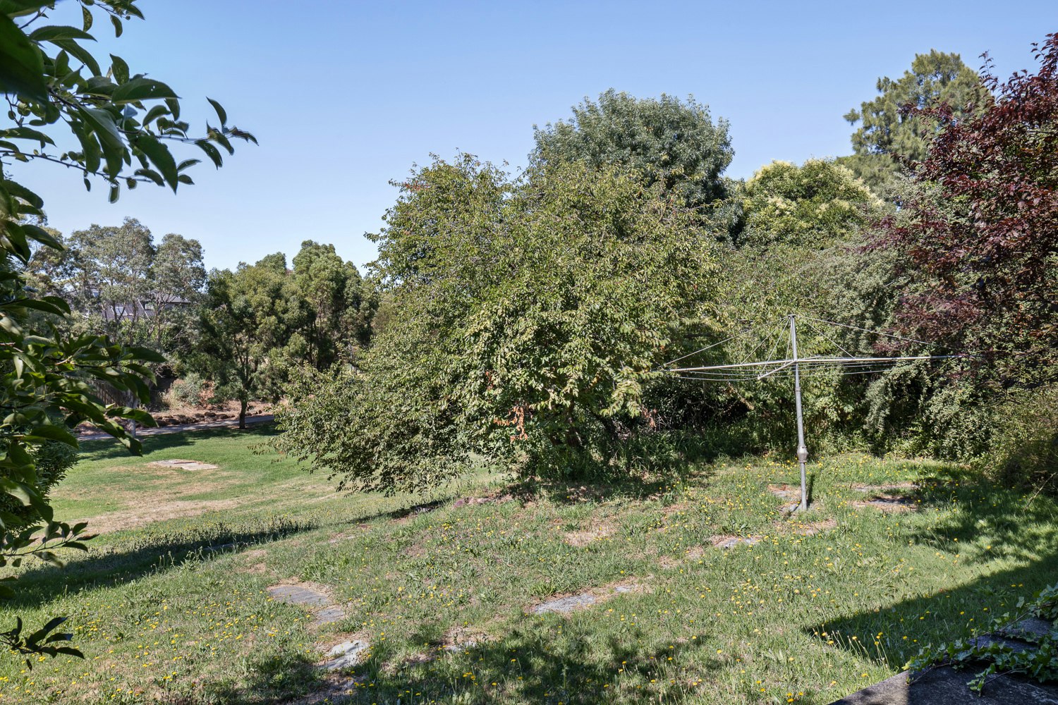 vegetation