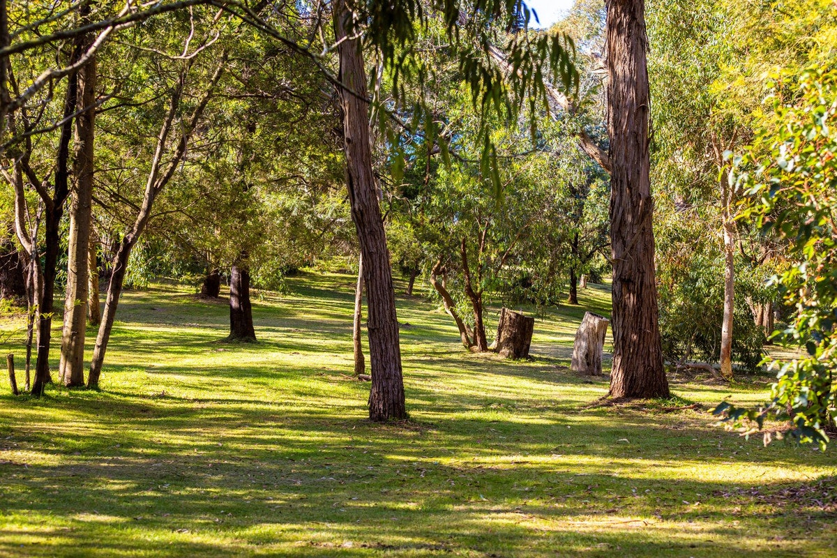 Image of tree