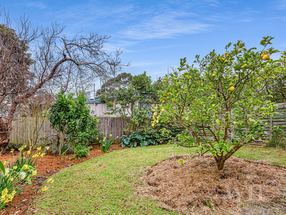 Image of backyard