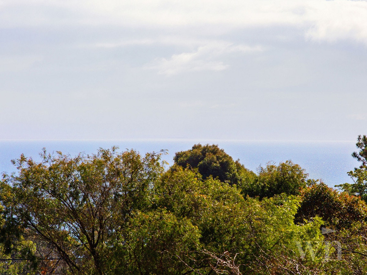 Image of vegetation
