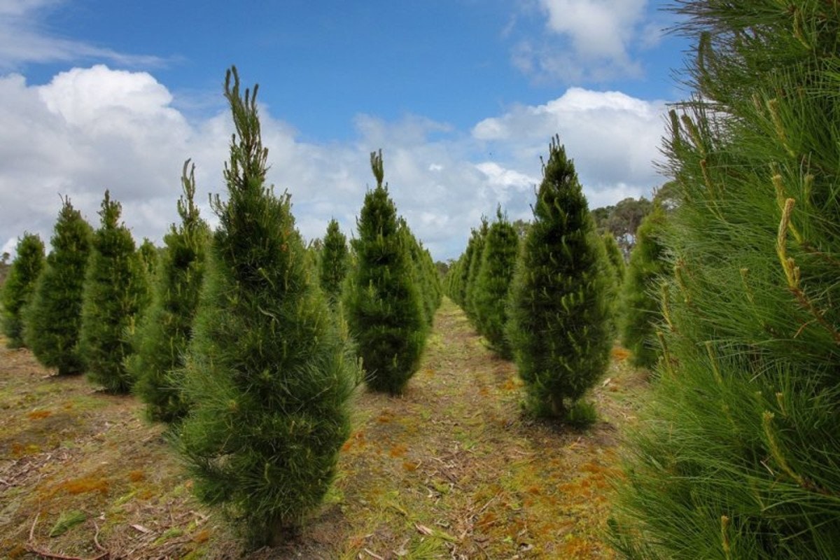 Image of pine