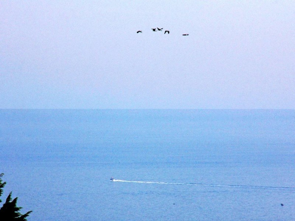 Image of bird