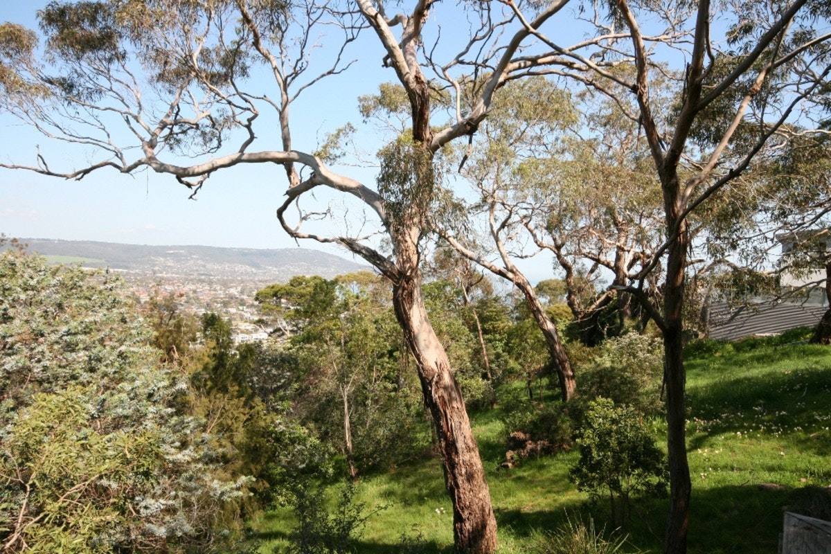 Image of tree