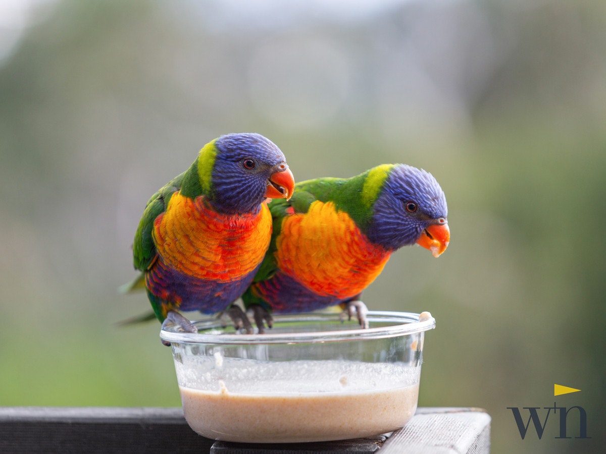 Image of animal