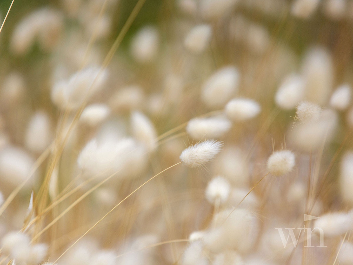 Image of grass