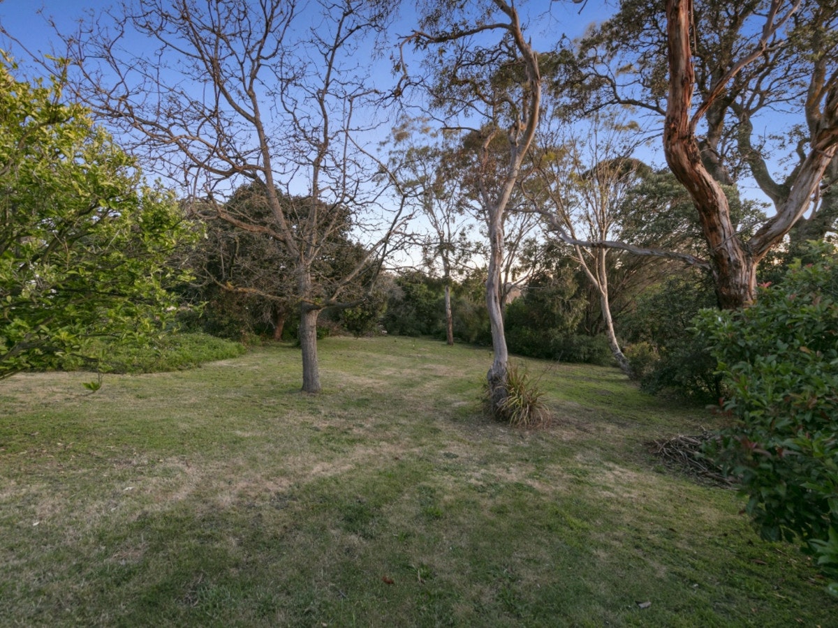 Image of tree