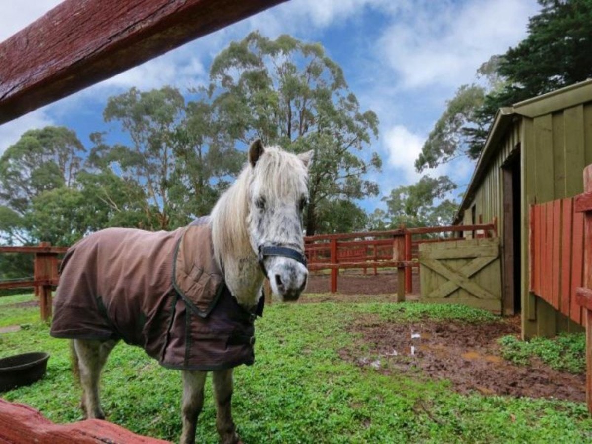 Image of andalusian horse