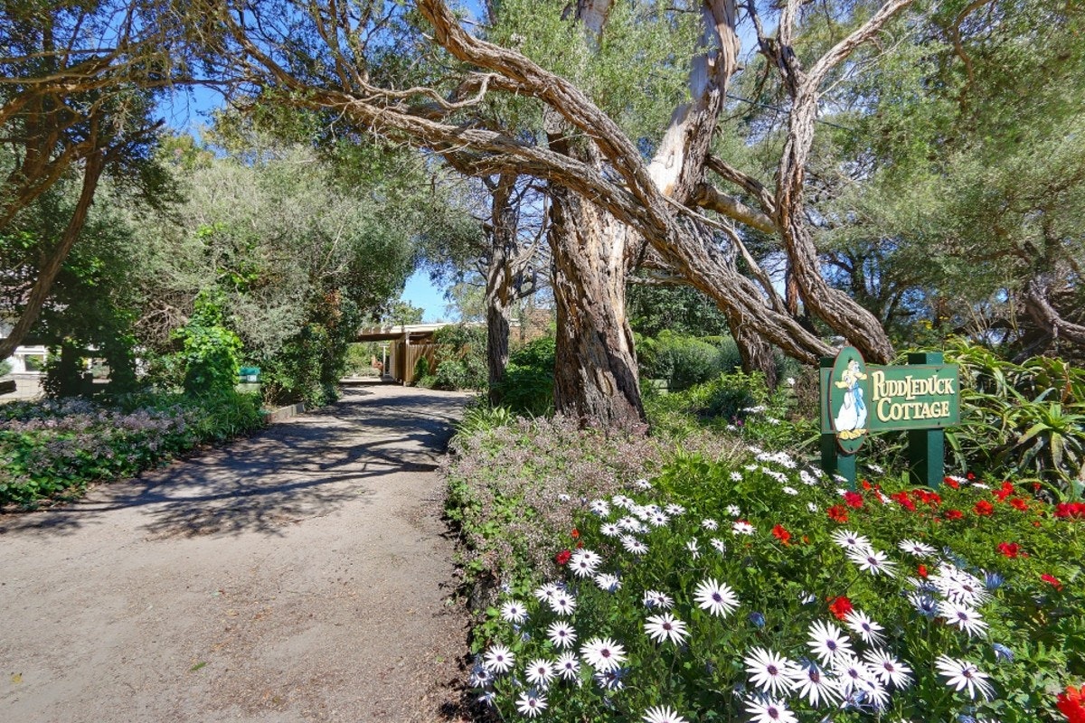 Image of tree