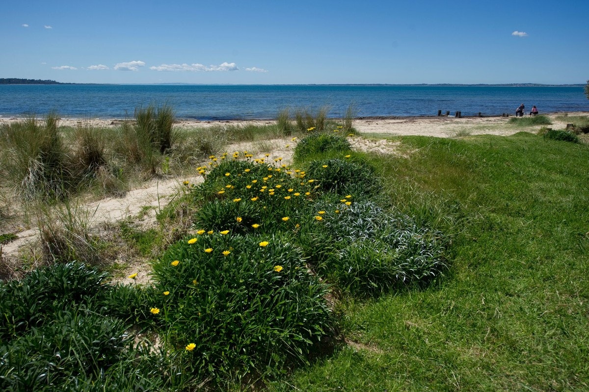 Image of vegetation