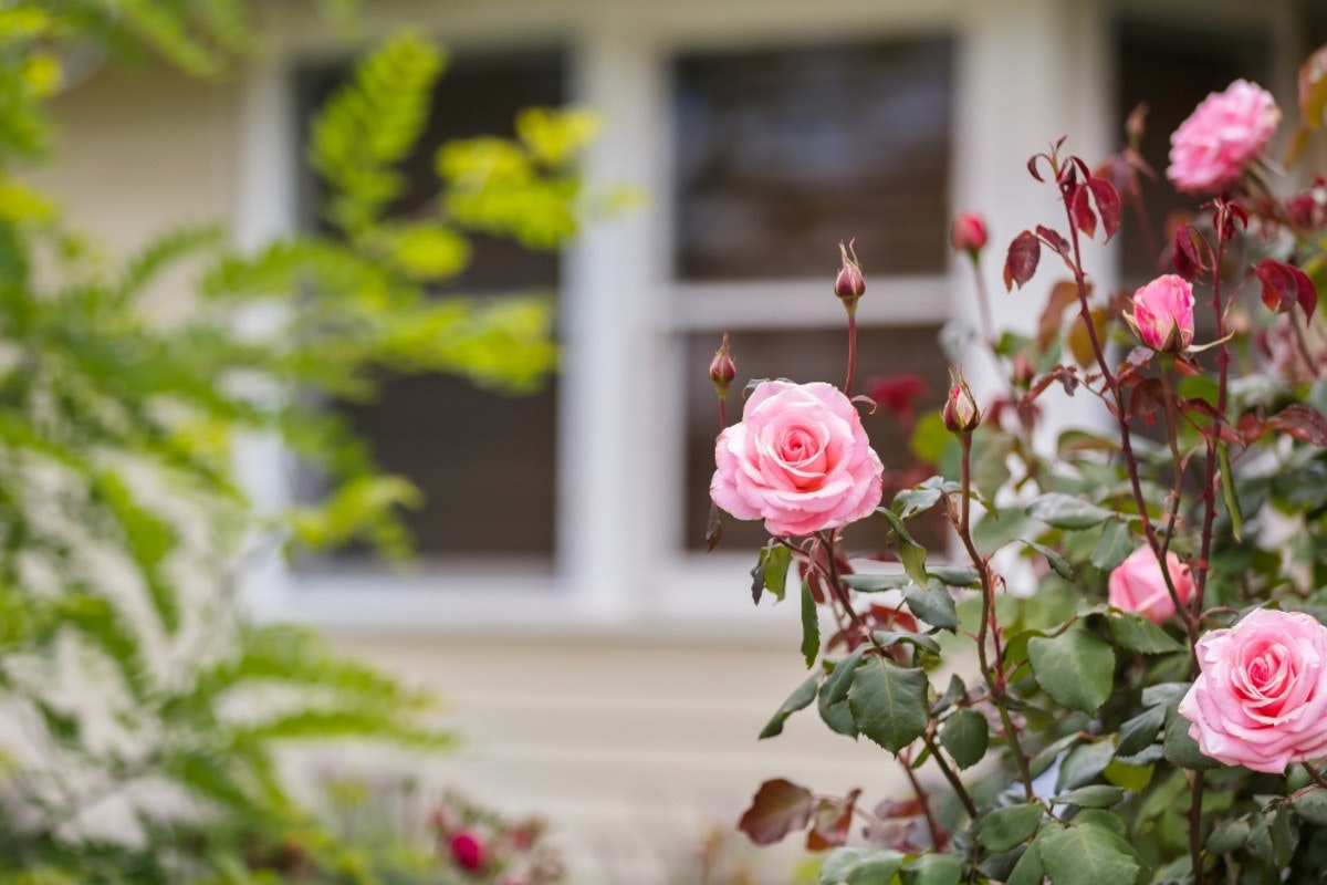 Image of flower